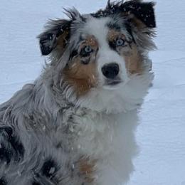 Aussiedoodles, Australian Shepherds, Cockapoos, Goldendoodles, and Poodles from Kristin Drown