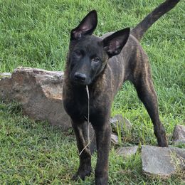 Boy 1 - Black brindle male Dutch Shepherd puppy in Kingston, New York from Acadia CanineTM