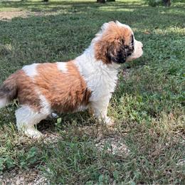 Pierce - Brown and white male Saint Berdoodle puppy in San Antonio, Texas from Mammoth Doodles
