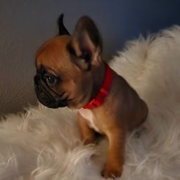 French Bulldog Puppies from Ma Chérie French Bulldogs