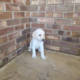 Storm - Yellow male Labrador Retriever puppy in Woodburn, Indiana from Marlene's Labrador Retrievers
