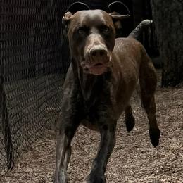 Rocky - German Shorthaired Pointer