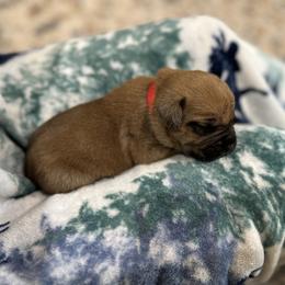 Cane Corso Puppies from Last Frontier Cane Corsos