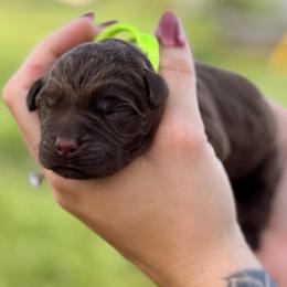 Green boy - Chocolate male Labrador Retriever puppy in Conway, Missouri from Ozark Mountain Kennel