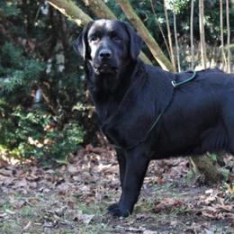 Maggie - Labrador Retriever