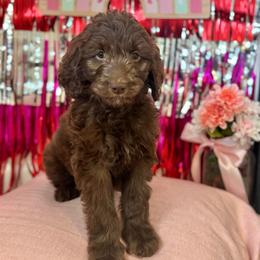 Ghiradelli - Chocolate female Goldendoodle puppy in Tybee Island, Georgia from Castaway Doodles