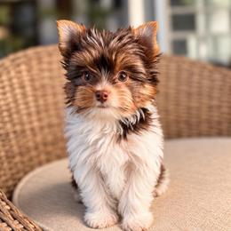 Freddie - Tan and white male Yorkshire Terrier puppy in Jacksonville, Florida from Yorktown Yorkies