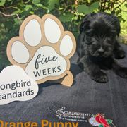 Orange Girl - Black female Standard Schnauzer puppy in Bowie, Maryland from Songbird Standard Schnauzers