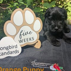 Orange Girl - Black female Standard Schnauzer puppy in Bowie, Maryland from Songbird Standard Schnauzers