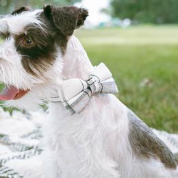 Miniature Schnauzers from Daffodil Dogs