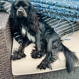 Zen - Cavalier King Charles Spaniel