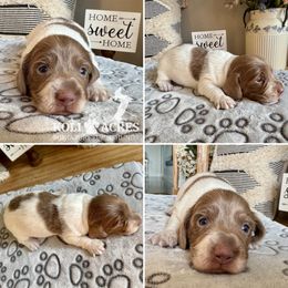 Beau - Fawn (isabella) and tan male Dachshund puppy in Kemp, Texas from Koli Acres