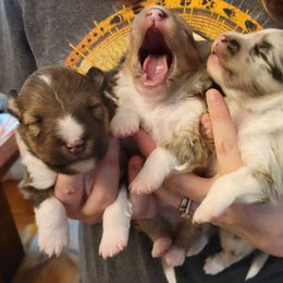 Shetland Sheepdog Puppies from Winterfell Shetland Sheepdogs