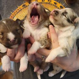 Shetland Sheepdog Puppies from Winterfell Shetland Sheepdogs