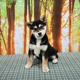 Emerson - Black and tan male Shiba Inu puppy in Arcola, Illinois from Highline Puppies