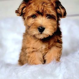 Bernedoodle, Cavapoo, Cockapoo, Goldendoodle, Havapoo, and Poodle Puppies from Farquharson's Poodles&Doodles