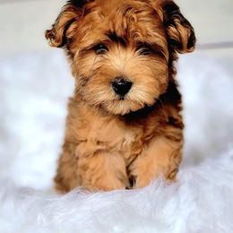 Bernedoodle, Cavapoo, Cockapoo, Goldendoodle, Havapoo, and Poodle Puppies from Farquharson's Poodles&Doodles