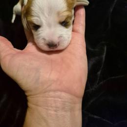 Girl 5 - Brown and white female Beagle puppy in Medford, Oregon from Laceys AKC Beagles