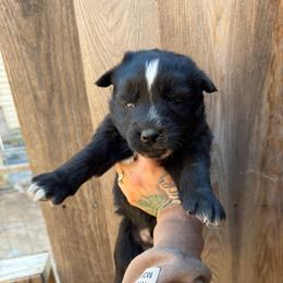 Boy 1 - Black and white male Siberian Husky puppy in Iron River, Wisconsin from Wiemeri Siberians