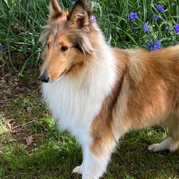 Izzy - Collie