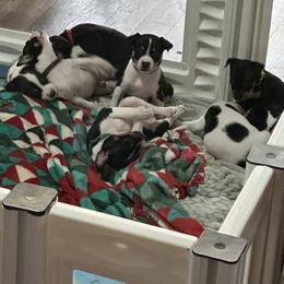 Rat Terrier Puppies from The Puppy Patch Rat Terriers