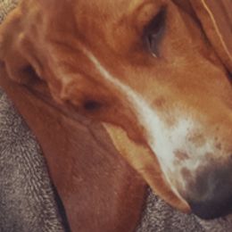 Basset Hounds from Jill's Basset Hounds