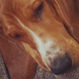 Basset Hounds from Jill's Basset Hounds