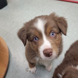 Denver - Red tri-color male Australian Shepherd puppy in Oak Ridge, Missouri from Myers Farm Aussies