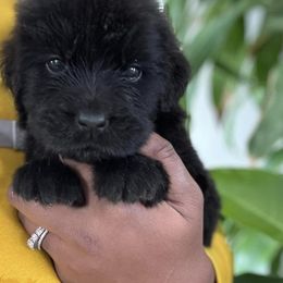 Newfoundland Puppies from Knallhart Kennels
