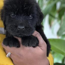 Newfoundland Puppies from Knallhart Kennels
