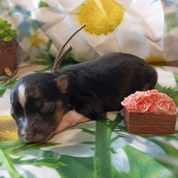 Clover (White Collar) - Black tri-color female Australian Shepherd puppy in Okeechobee, Florida from Rothsolid Puppies