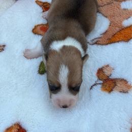 Major - Red and white male American Corgi puppy in Stillwater, Oklahoma from Steele Family Farms