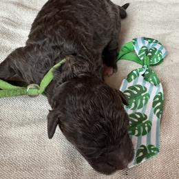 Briar - Chocolate male Goldendoodle puppy in Camden, North Carolina from Oopsie Doodles of NC