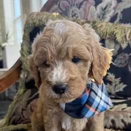 Charming - Apricot male Goldendoodle puppy in Hughesville, Maryland from Fox Run Farm