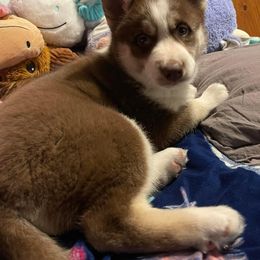 Siberian Husky Puppies from Siberian Huskies-Beckham the Great