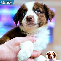 Maisy - Red tri female Miniature Australian Shepherd puppy in Punta Gorda, Florida from Christie's Creekside Aussies