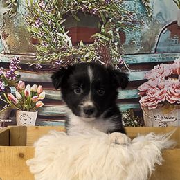 Larry - Black and white male Border Collie puppy in Avilla, Indiana from Borderline Kennels