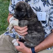 9 - Girl - Brown female Anatolian Pyrenees puppy in Marysville, Ohio from Brotherton Family Farms