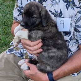 9 - Girl - Brown female Anatolian Pyrenees puppy in Marysville, Ohio from Brotherton Family Farms