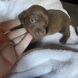 Red Boy - Red male Dachshund puppy in California from Wild Weenies - Dachshund Ranch