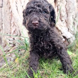 Lincoln - Chocolate male Labradoodle puppy in Snowflake, Arizona from Az Mountain Doodles