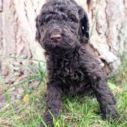 Lincoln - Chocolate male Labradoodle puppy in Snowflake, Arizona from Az Mountain Doodles