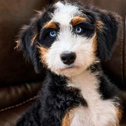 Mercy - Tri-color female Bernedoodle puppy in Littleton, Colorado from Apex Ultra Doodles