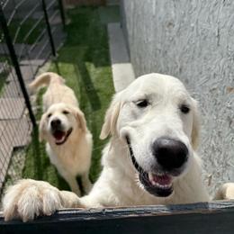 Daisy - Light golden female Golden Retriever puppy in Lakewood, California from Cloud Nine Kennel