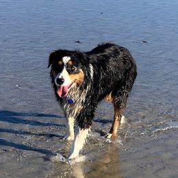 Frida - Aussiedoodle
