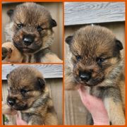 Girl 3 - Sesame female Shikoku puppy in Virginia from Hachidori Sou