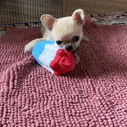 Chihuahua Puppies from Stardom Chihuahuas