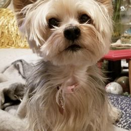 Yorkshire Terriers from Chic Yorkie Château