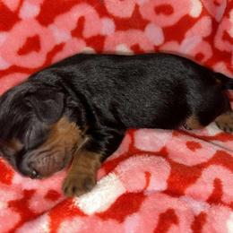 Cavalier King Charles Spaniel Puppies from Jamie Forrest