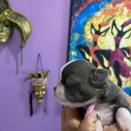 Chihuahua Puppies from King Chihuahuas